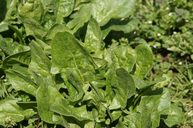 ほうれん草の栽培で連作をするにはどうすればいい？