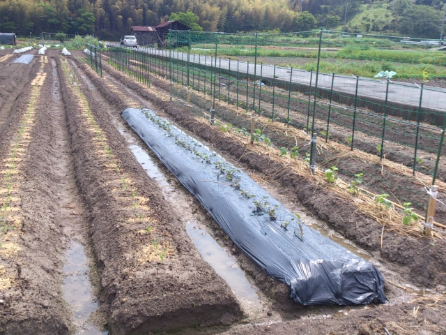 育苗の手灌水が大変です。簡単にムラなく水やりする方法はありませんか?