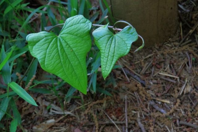 自分で考えた栽培方法なのに、知らない農家から特許を侵害していると言われた