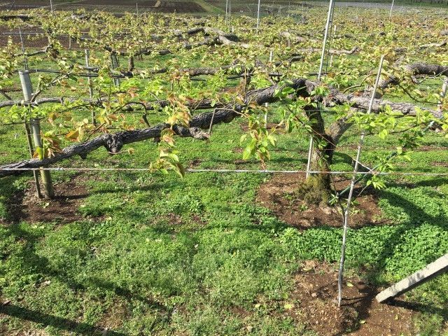 梨の栽培で行われているジョイント栽培は、柿でも効果があるのでしょうか?