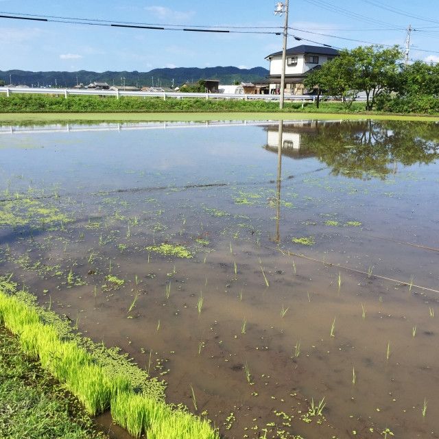 「流し込み肥料」を水田に均等に流し込むコツを教えてください