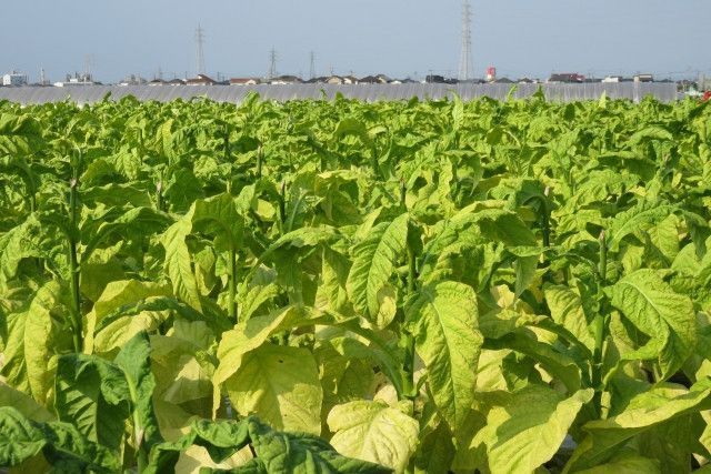 葉たばこを廃作したあと、新しく栽培するおすすめの野菜はありますか？