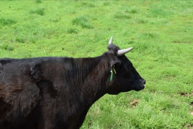 肉用牛を納入する際に背脂が大量に出る。捨てずに有効活用したい!