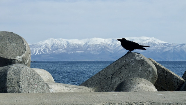 養殖場でのカラス被害に困っている。おすすめの対策方法は?