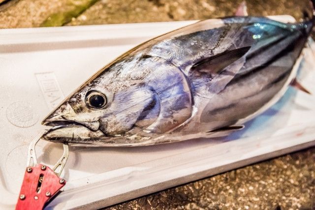 カツオの塩辛の作り方を教えてください！