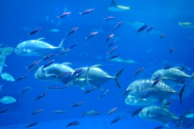 マグロ養殖の餌代を削減できる方法はある?