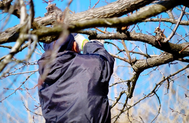 梨の剪定枝が原因で、黒星病が増える可能性はありますか？