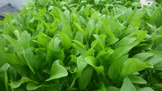 ほうれん草の高床栽培で使用するおすすめの床土は?