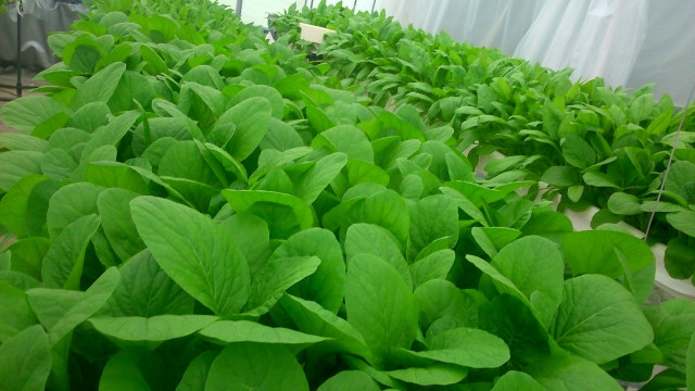 水耕栽培をしています。障がい者に作業を任せる時、どう作業を仕分けたらよいですか?