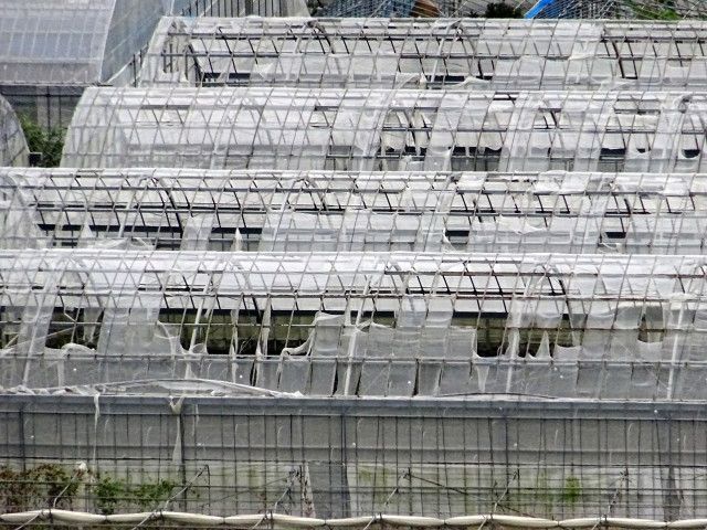 台風によるハウス倒壊が増えています。おすすめの保険を教えて!