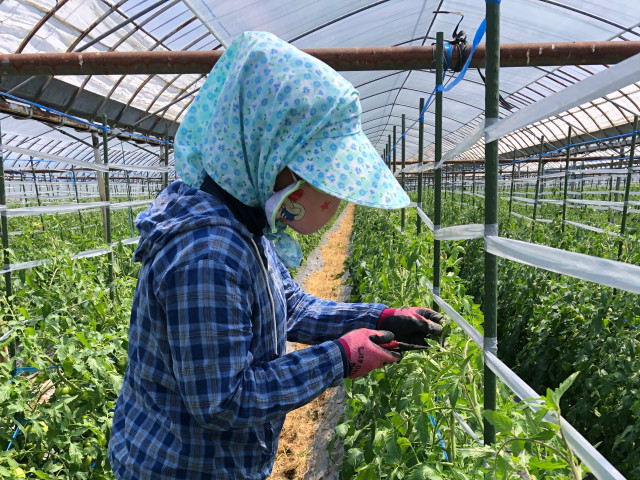 特定技能1号に該当する職種が知りたい。どの作業を任せていいの？