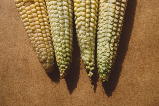 とうもろこし栽培の先端不稔やコブの発生には対処すればいいでしょうか？
