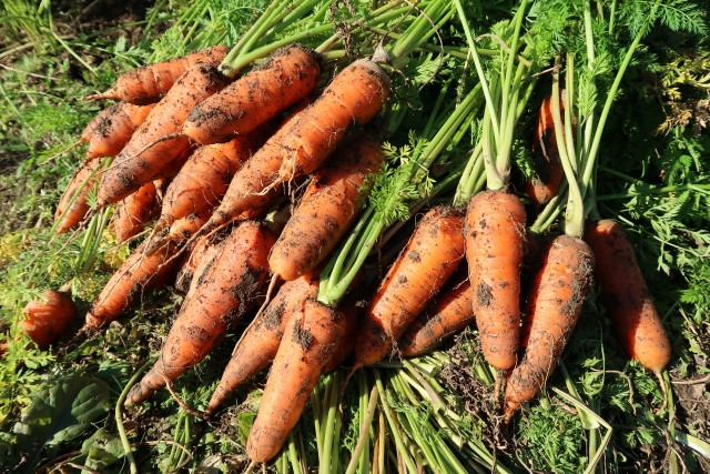 にんじんやごぼうなど根菜類と相性のいい、センチュウの対抗植物を教えてください！