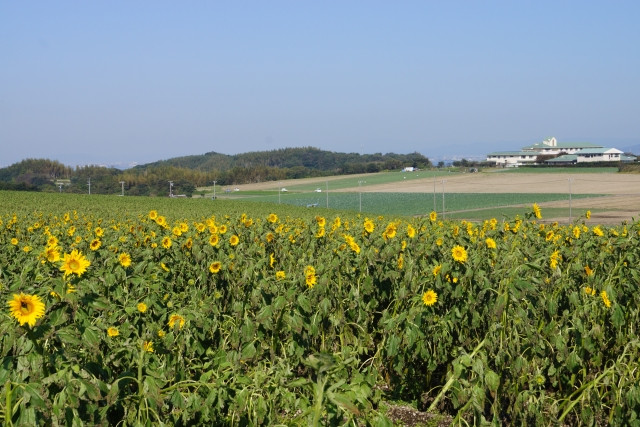 緑肥用に育てたヒマワリが倒伏してしまう。倒れないように栽培するための注意点は?