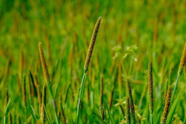 スズメノテッポウ、ヤエムグラなどの雑草を除草剤を使わず止める方法はありますか?
