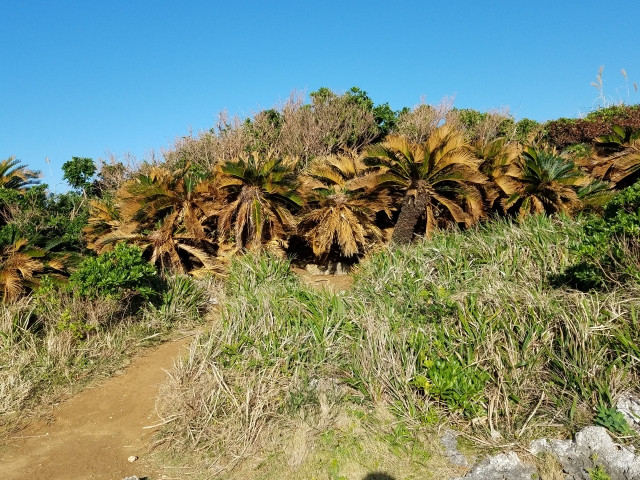 水をまく以外に即効性のある塩害対策はありますか?