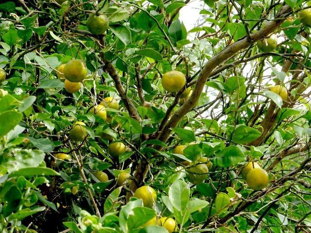 シークワーサーの栽培を始めたのですが、売り方が難しい…