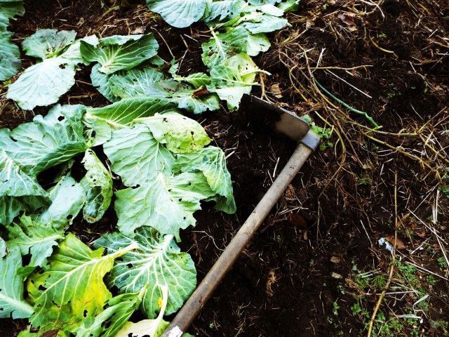 自家採種した種で循環農法を行いたいが、次の作物を植えられないデメリットをどうすべき?