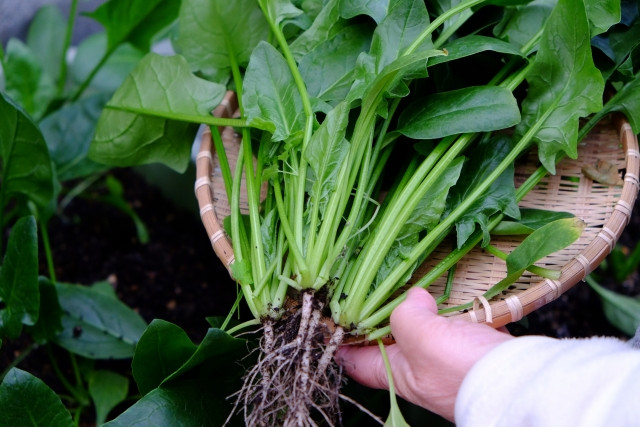 野菜によって朝採りと夕採りで味に違いはありますか？