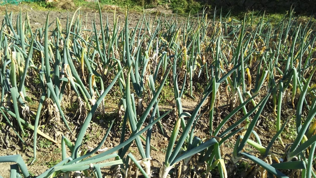 萎凋病にネギがかかってしまった！原因と対策を教えて