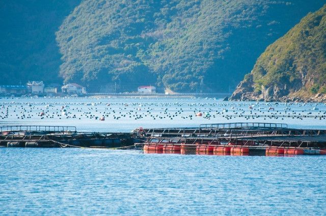 養殖漁場に大量のケムシが発生!原因と対策を教えてください