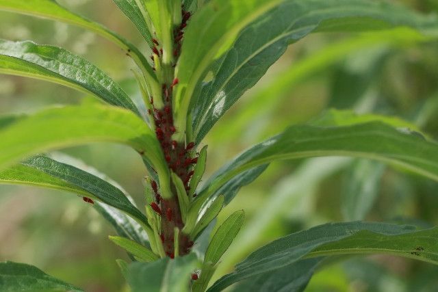 天敵を利用する生物農薬は露地栽培でも有効ですか?