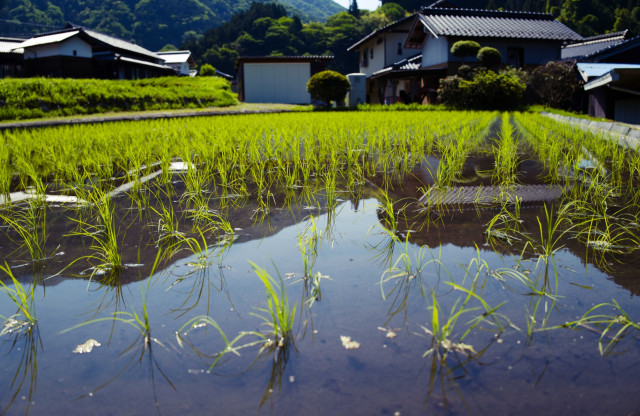 GAP(生産工程管理)とは?取り組むとどんなメリットがあるのですか?