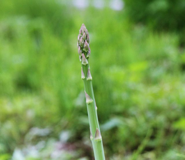 ハウス内の飽差管理がうまくいかない！おすすめの飽差コントローラーを教えて！