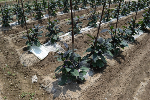 ナスを栽培する時に、畑に畝を立てる手順やポイントは？