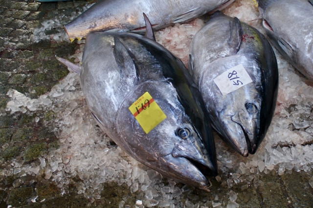マグロ養殖に適した環境を教えてください