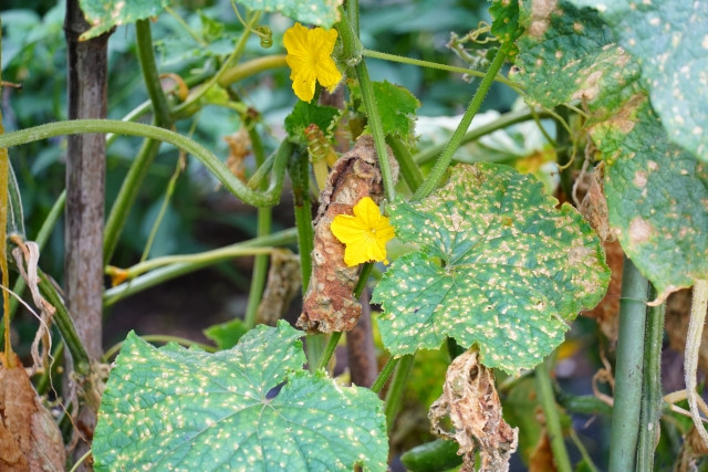 かぼちゃを栽培していますが、葉に茶褐色の斑点が発生してしまった。どう対処すべき?