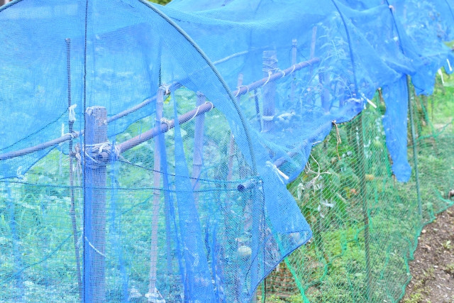 農業用防虫ネットが汚れて詰まってしまう。キレイに保つ方法はありますか?