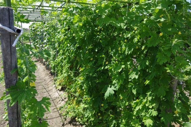 ゴーヤを栽培しても霜害で出荷できないものが多い。効果的な霜害対策を教えてください