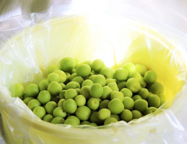 インフルエンサーに梅を広めてもらう方法が知りたい!