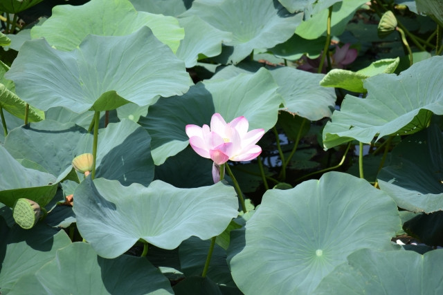 ハスの花を栽培するのに最適な土の性質は？