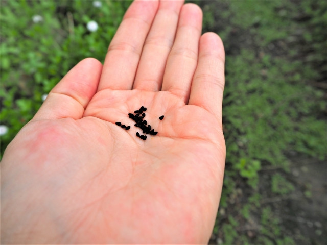 種苗に関する研究会で種苗交換をしようと思うが、注意点を教えてください