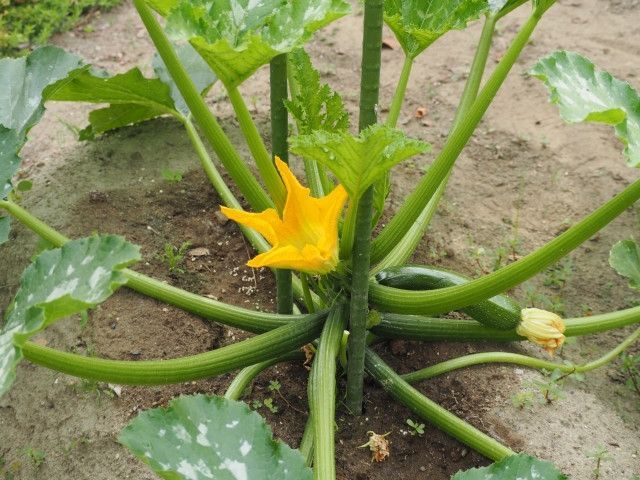 ズッキーニを栽培していますが、葉に元気がなくなり、外側から茶色に変色してしまいました…