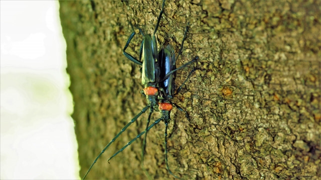 梅や桃の木がクビアカツヤカミキリの被害に遭わないか心配。有効な対策はありますか？