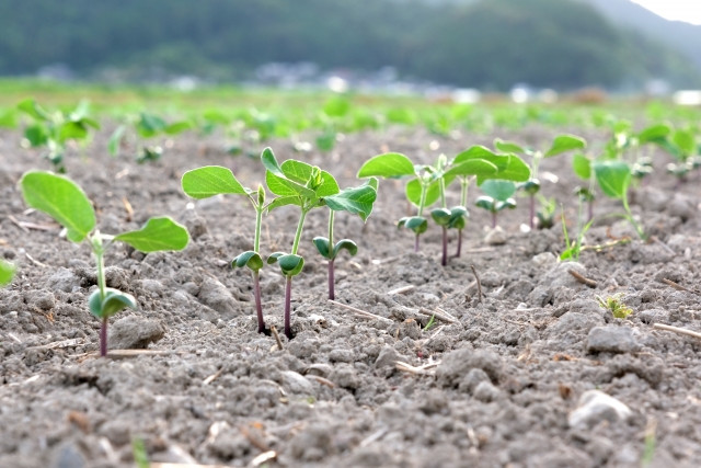 白大豆の発芽率を上げる栽培方法が知りたいです