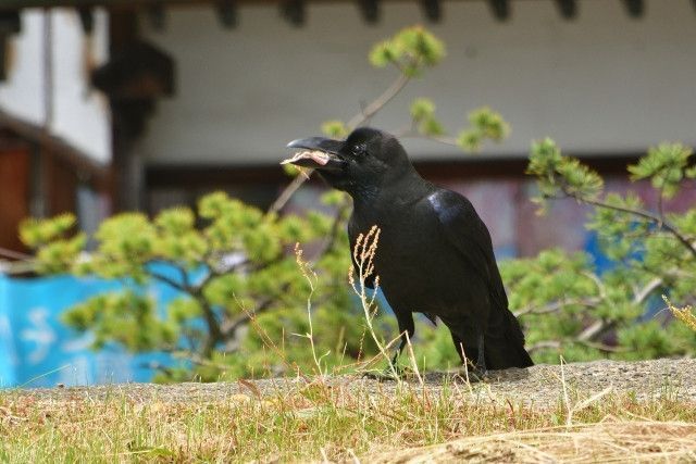 観光農園で桃とぶどうの栽培していますが、果実をカラスが食べてしまう!自動下草刈機で撃退できますか?