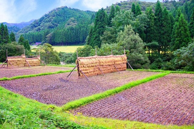 天日干し米を販売したい。食への意識が高い女性にどう宣伝すればいい?
