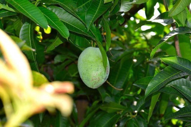 マンゴーを無農薬栽培していたハウスに除草剤を撒かれて