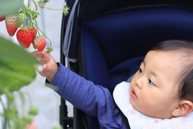 乳酸菌を使ったいちご栽培にはどんなメリットがありますか?