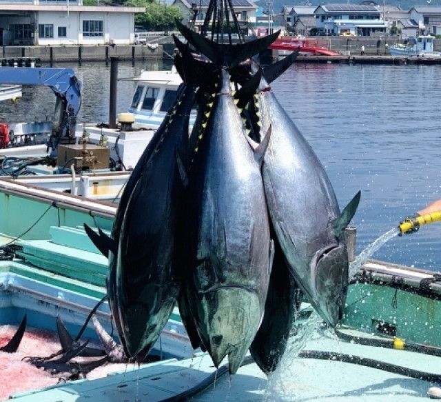 マグロ養殖で感染症を防ぐ良い餌があれば教えて欲しい