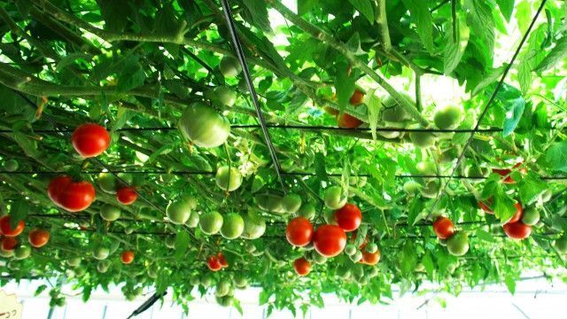 夏の収量が下がる。トマトの収穫量をあげるための栽培方法や品種を教えて