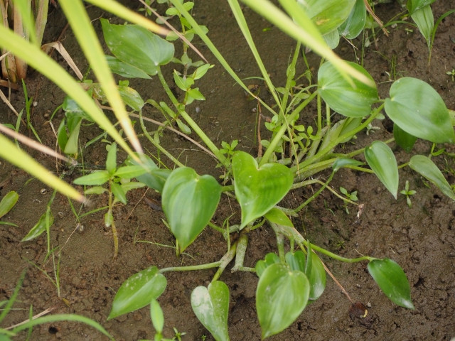 米の有機栽培でコナギの繁茂に悩まされている。対策方法は?