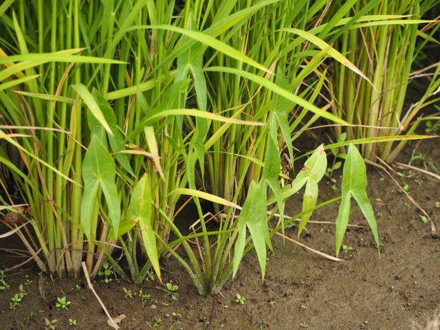 クログワイやオモダカなど多年生の雑草を除草する方法はありますか？