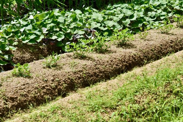 除草剤の効果が悪くなっています。畝間の防除をする方法を教えてください