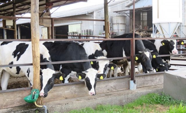 「酪農はしなくていい」と言われて結婚したのに約束が違う。どこに相談すればいい?