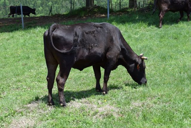 肉牛が臍（さい）ヘルニアを発症してしまう。未然に防ぐ方法はありますか？